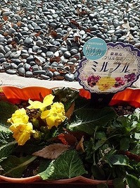 t2014.1.17 1.jpg